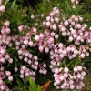 Andromeda polifolia 'Nikko' - modrzewnica zwyczajna - Andromeda polifolia 'Nikko'