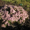 Andromeda polifolia 'Nikko' - modrzewnica zwyczajna - Andromeda polifolia 'Nikko'