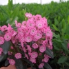 Kalmia angustifolia 'Rubra'- Mountain Laurel - Kalmia angustifolia 'Rubra'