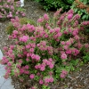 Kalmia angustifolia 'Rubra' - kalmia wąskolistna - Kalmia angustifolia 'Rubra'