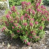 Kalmia angustifolia 'Rubra' - kalmia wąskolistna - Kalmia angustifolia 'Rubra'