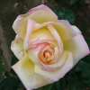 Peace - Grandiflora Rose - Rose Peace