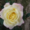 Peace - Großblütige Rose - Rose Peace