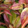 Leucothoe fontanesiana 'Rainbow' - kiścień wawrzynowy - Leucothoe fontanesiana'Rainbow'