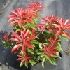 Pieris japonica 'Mountain Fire' - Japanese Pieris - Pieris japonica 'Mountain Fire'