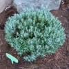 Andromeda polifolia 'Blue Ice' - Bog Rosemary - Andromeda polifolia 'Blue Ice'