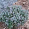 Andromeda polifolia 'Blue Ice' - Lavendelheide - Andromeda polifolia 'Blue Ice'