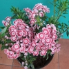 Kalmia latifolia 'Minuet'- kalmia szerokolistna - Kalmia latifolia 'Minuet'