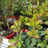 Gaultheria procumbens - golteria rozesłana ; starzęśla rozesłana - Gaultheria procumbens