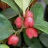 Gaultheria procumbens - Scheinbeeren ; Wintergrünstrauch  ;  Wintergrün - Gaultheria procumbens