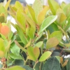Gaultheria procumbens - Eastern teaberry, Checkerberry, Boxberry - Gaultheria procumbens