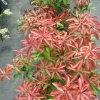 Pieris japonica 'Mountain Fire' - Japanese Pieris - Pieris japonica 'Mountain Fire'