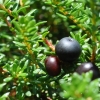 Empetrum nigrum - Black crowberry - Empetrum nigrum