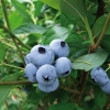 Sierra - Highbush blueberry - Sierra - Vaccinium corymbosum
