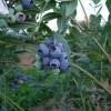 Chanticleer - Highbush blueberry - Chanticleer - Vaccinium corymbosum