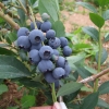 Meader - Highbush blueberry - Meader - Vaccinium corymbosum