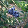 Meader - Highbush blueberry - Meader - Vaccinium corymbosum