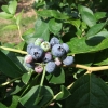 Nelson - Highbush blueberry - Nelson - Vaccinium corymbosum