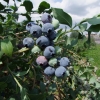 Bluecrop - Highbush blueberry - Bluecrop - Vaccinium corymbosum