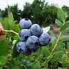 Bluecrop - Highbush blueberry - Bluecrop - Vaccinium corymbosum