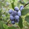 Bluecrop - Heidelbeere - Bluecrop - Vaccinium corymbosum