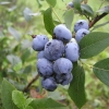 Bluecrop - borówka amerykańska - Bluecrop - Vaccinium corymbosum