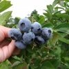 Darrow - Highbush blueberry - Darrow - Vaccinium corymbosum