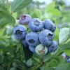 Darrow - Highbush blueberry - Darrow - Vaccinium corymbosum