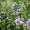 Darrow - Highbush blueberry - Darrow - Vaccinium corymbosum