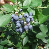 Bluejay - Highbush blueberry - Bluejay - Vaccinium corymbosum