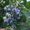 Bluejay - Highbush blueberry - Bluejay - Vaccinium corymbosum