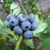 Spartan - Highbush blueberry - Spartan - Vaccinium corymbosum