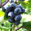 Spartan - Highbush blueberry - Spartan - Vaccinium corymbosum