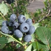 Spartan - Highbush blueberry - Spartan - Vaccinium corymbosum