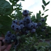 Spartan - Highbush blueberry - Spartan - Vaccinium corymbosum