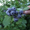 Spartan - Highbush blueberry - Spartan - Vaccinium corymbosum