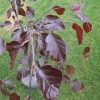 Fagus sylvatica  'Riversii' - European Beech ; Purple beech - Fagus sylvatica 'Riversii'