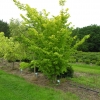 Ulmus glabra 'Lutescens' - Golden Wych Elm - Ulmus glabra 'Lutescens'