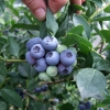 Duke - Highbush blueberry - Duke - Vaccinium corymbosum