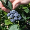 Duke - Highbush blueberry - Duke - Vaccinium corymbosum