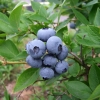 Duke - Highbush blueberry - Duke - Vaccinium corymbosum