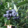 Northblue - Halfhigh Blueberry - Northblue - Vaccinium angustifolium x Vaccinium corymbosum