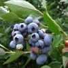 Brigitta - Highbush blueberry - Brigitta - Vaccinium corymbosum