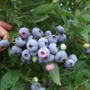 Brigitta - Highbush blueberry - Brigitta - Vaccinium corymbosum