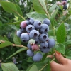 Brigitta - Highbush blueberry - Brigitta - Vaccinium corymbosum