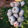 Brigitta - borówka amerykańska - Brigitta - Vaccinium corymbosum