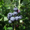 Toro - Highbush blueberry - Toro - Vaccinium corymbosum