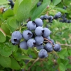 Toro - Highbush blueberry - Toro - Vaccinium corymbosum