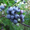 Toro - Highbush blueberry - Toro - Vaccinium corymbosum