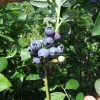 Toro - Highbush blueberry - Toro - Vaccinium corymbosum